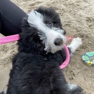 Meet your Posher, Alyana